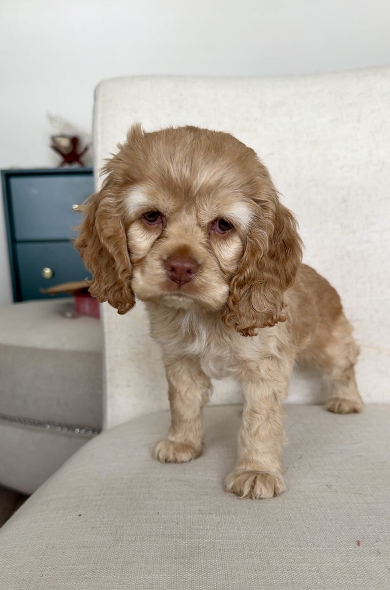 Sweet Cuddly Baby Boy Cocker Spaniel Puppy