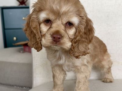 Sweet Cuddly Baby Boy Cocker Spaniel Puppy
