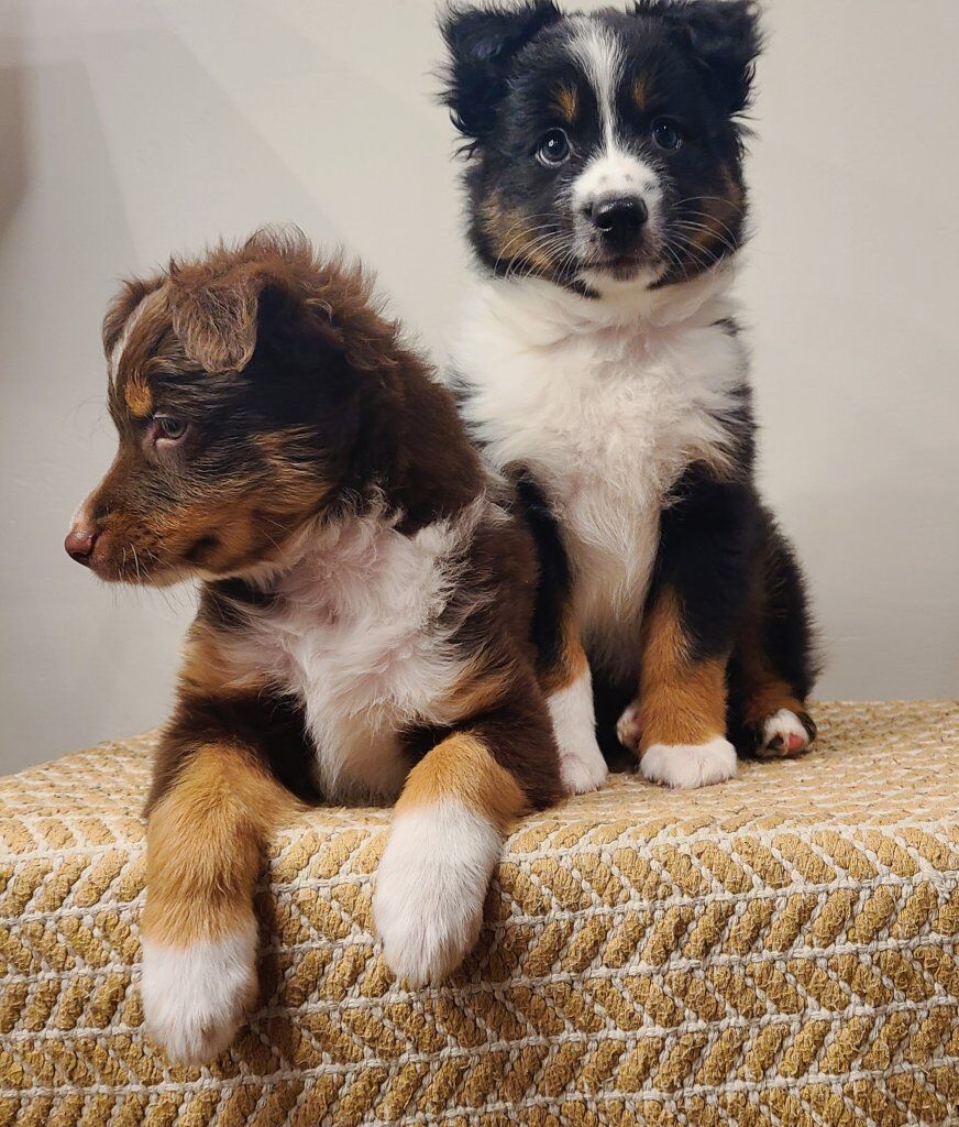 -PRICE DROP- Mini Australian Shepherd