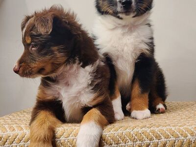 -PRICE DROP- Mini Australian Shepherd