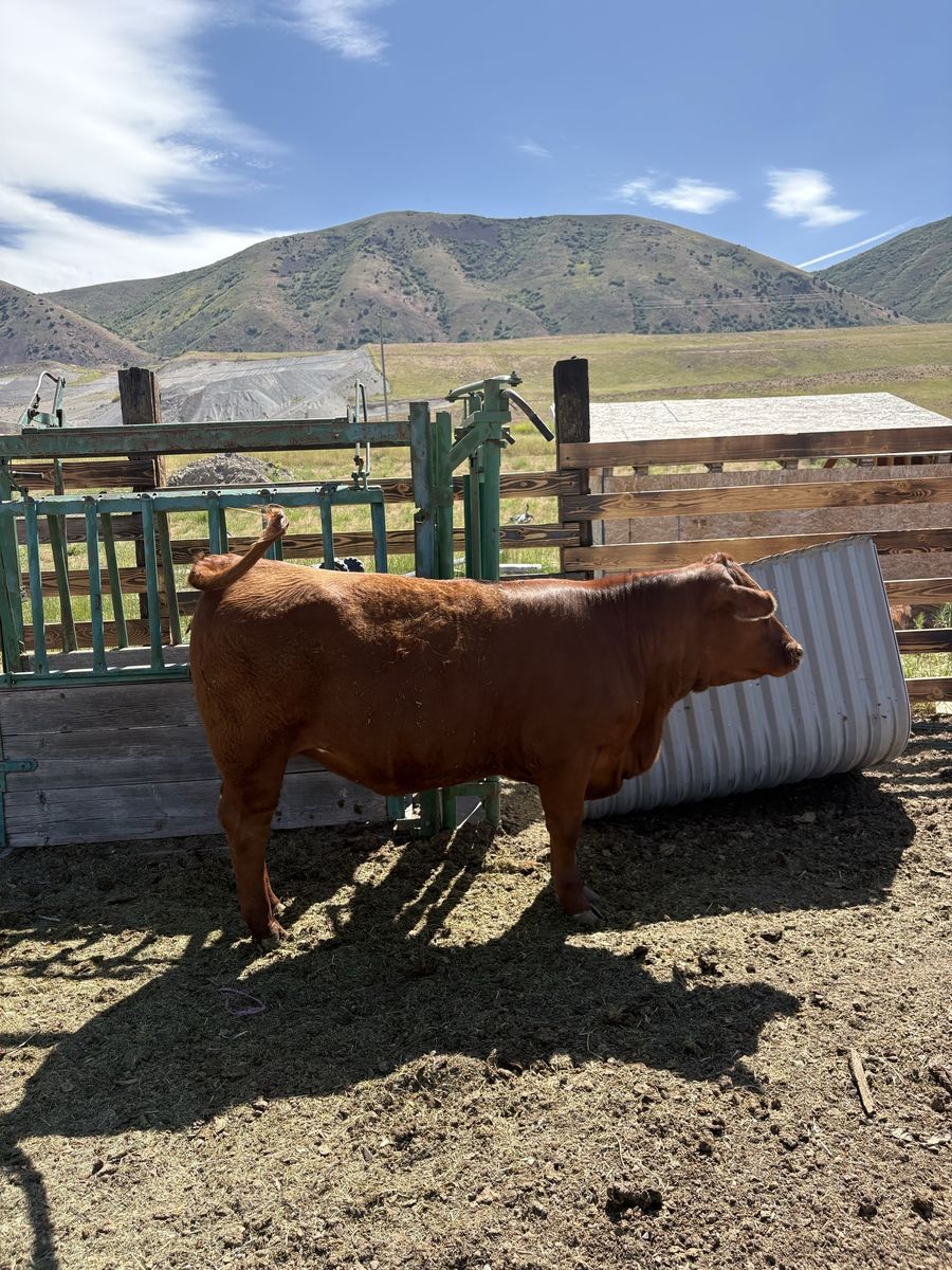 Red Angus Heifer, Well-Grown, Healthy & Ready for Your Farm