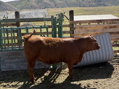 Red Angus Heifer, Well-Grown, Healthy & Ready for Your Farm