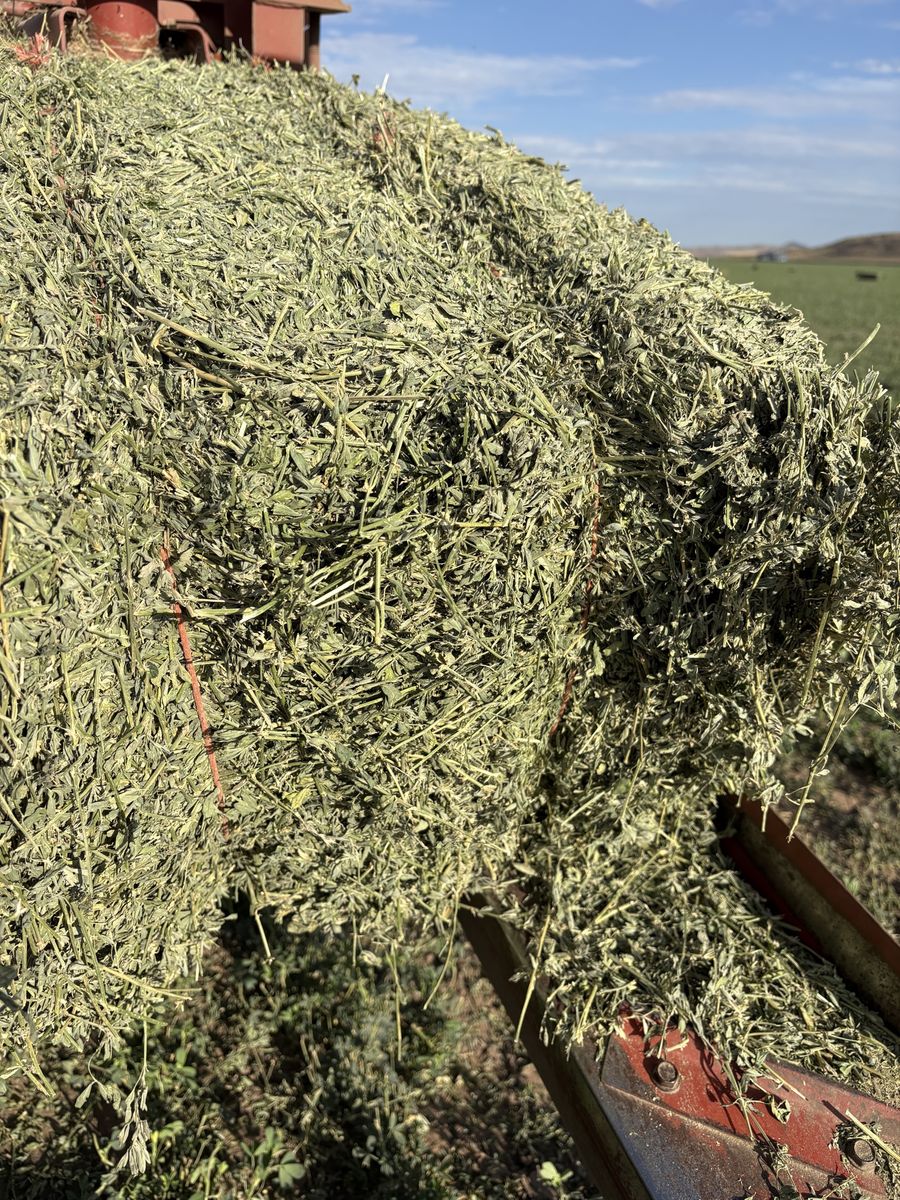 Premium weed free alfalfa