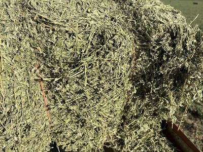 Premium weed free alfalfa