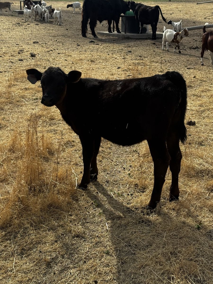 Heifer calf