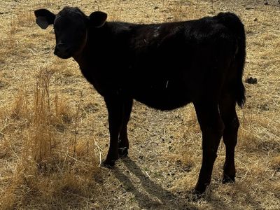 Heifer calf