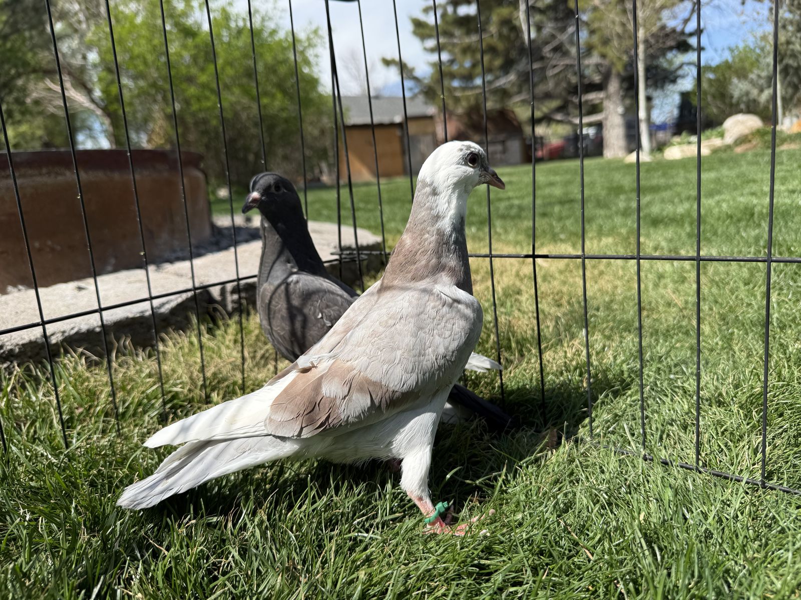 Red Bar And Pied Homer Cross