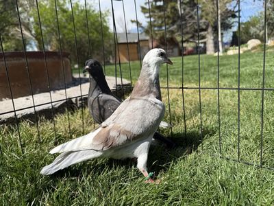 Red Bar And Pied Homer Cross