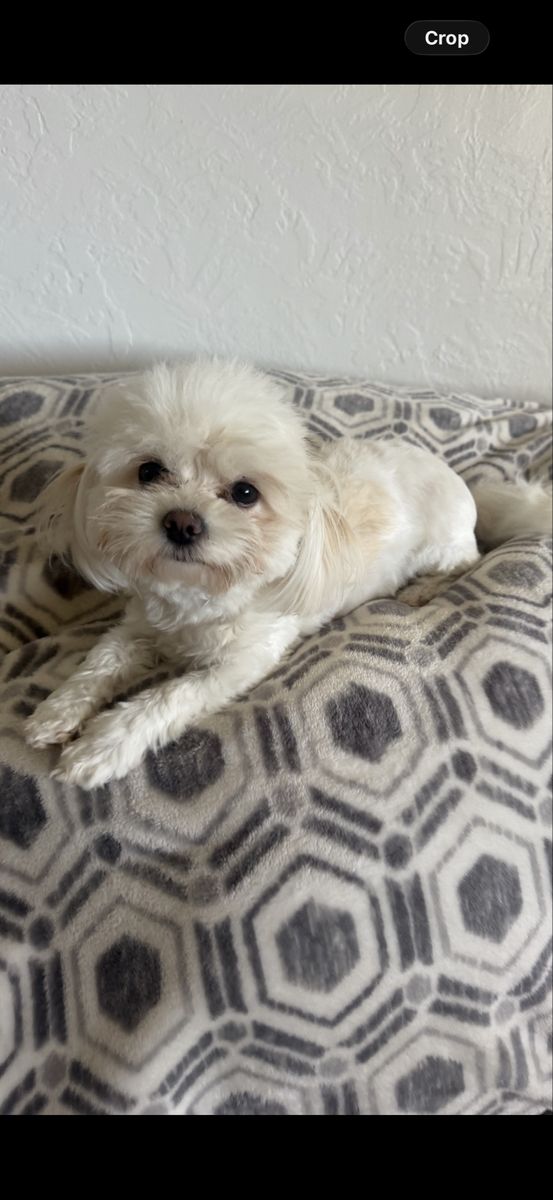 Female year and a half old Maltese poodle $700 if you are interested on this little little princess, I’ll be driving to Utah on