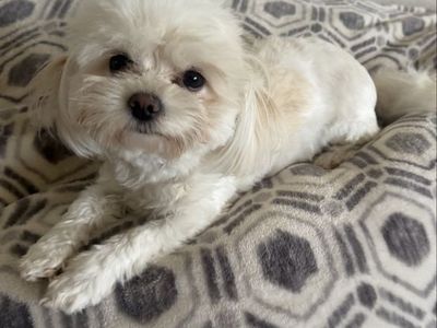 Female year and a half old Maltese poodle $700 if you are interested on this little little princess, I’ll be driving to Utah on