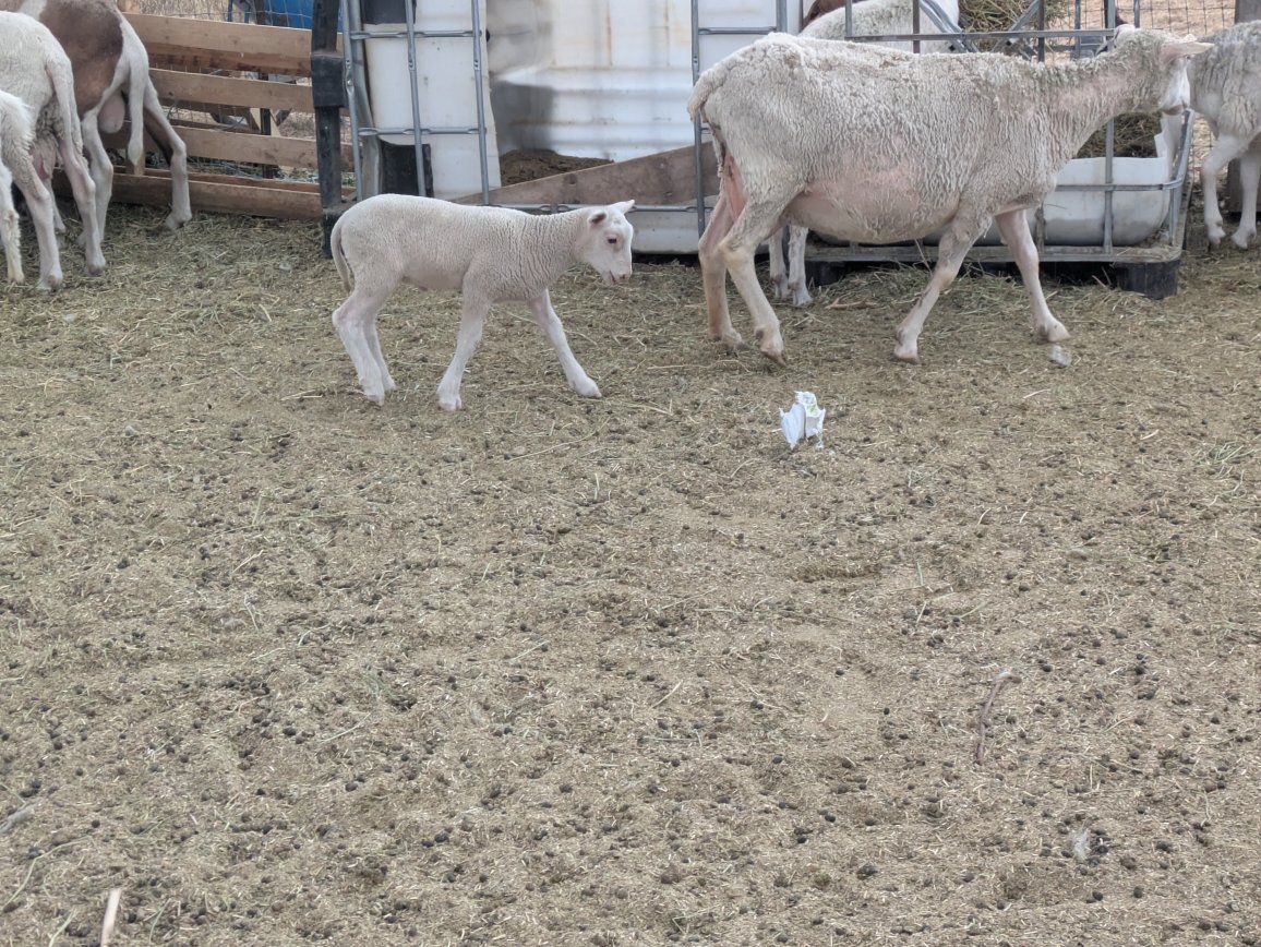 dairy rams