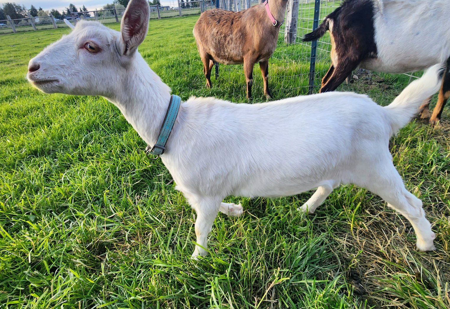 Saanan mix doeling.