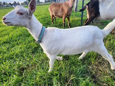 Saanan mix doeling.