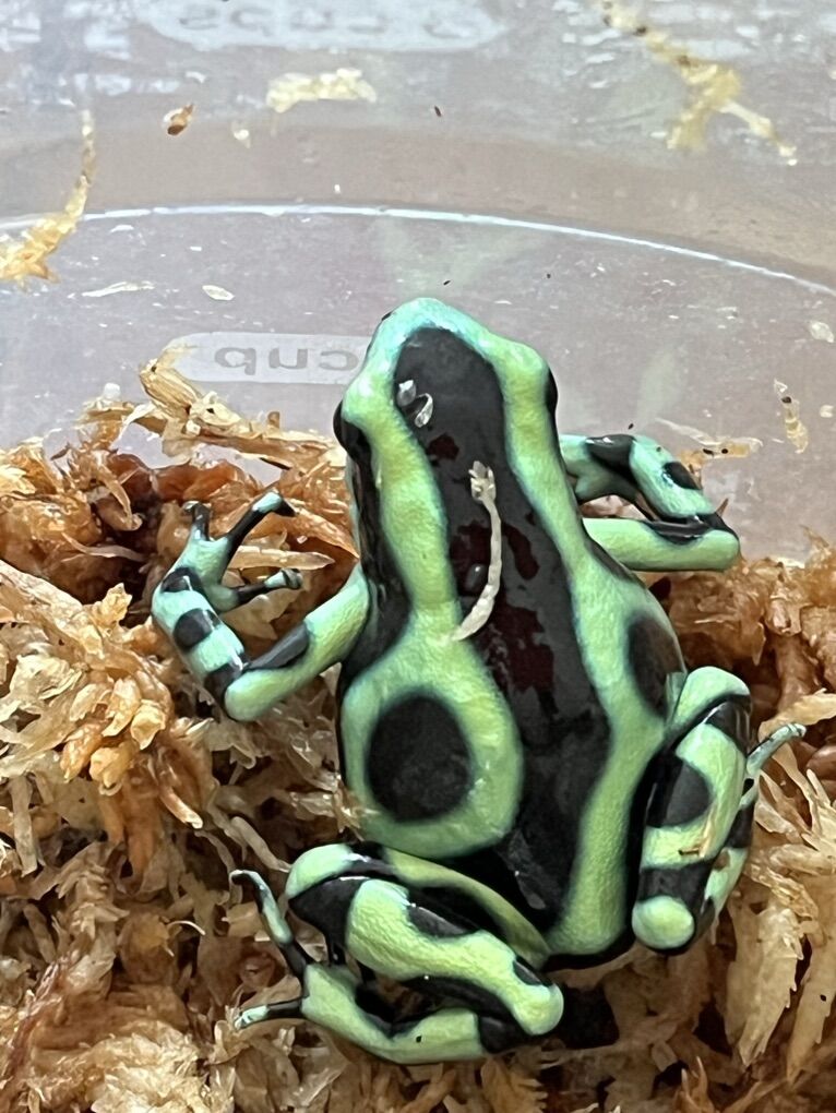 Green and black poison dart frogs