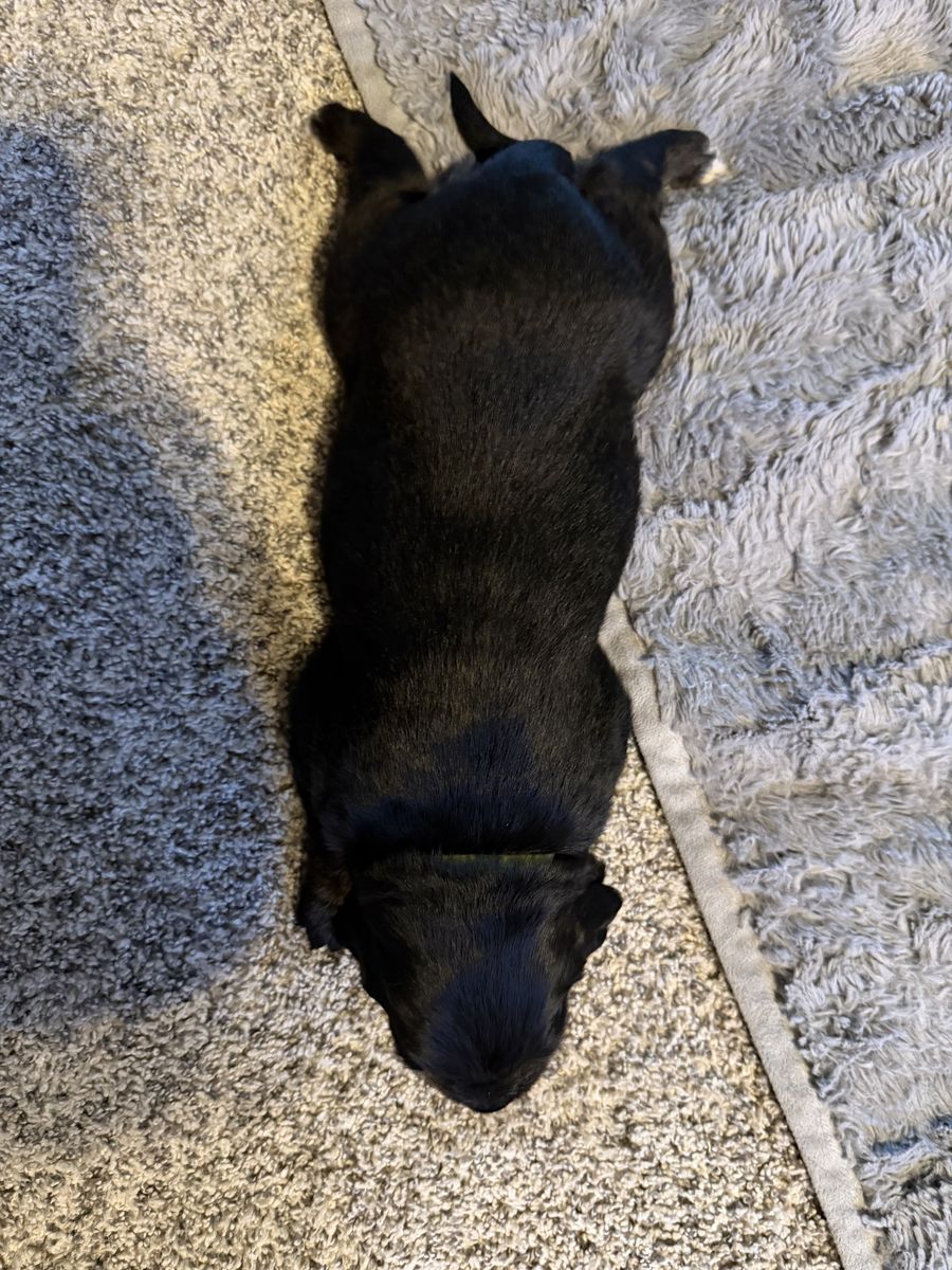 Golden Mountain Puppies