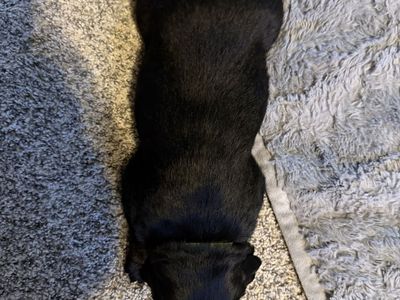 Golden Mountain Puppies