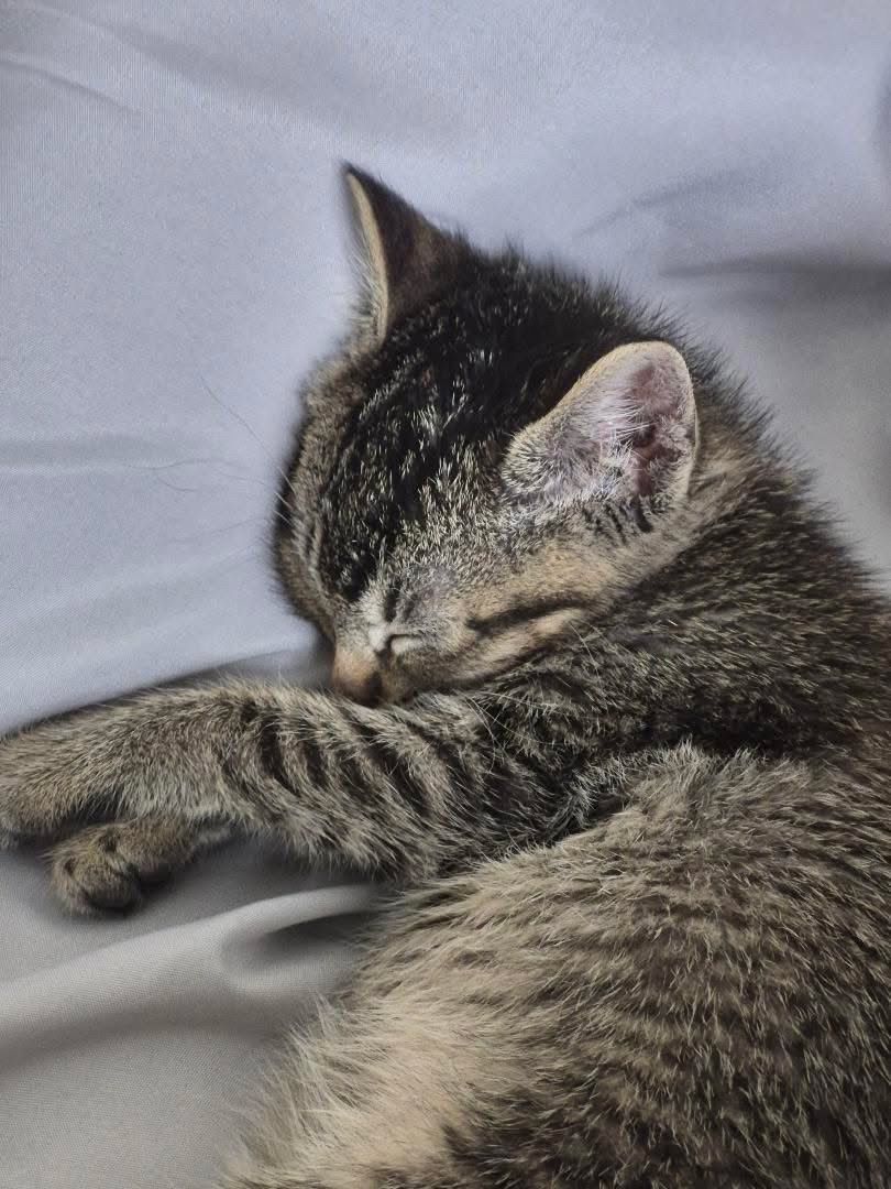 Kitten for sale