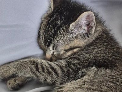 Kitten for sale