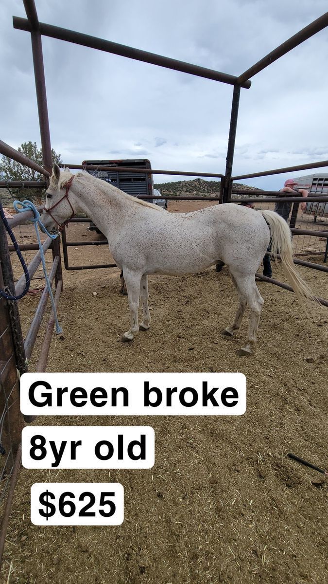 Grey green broke
