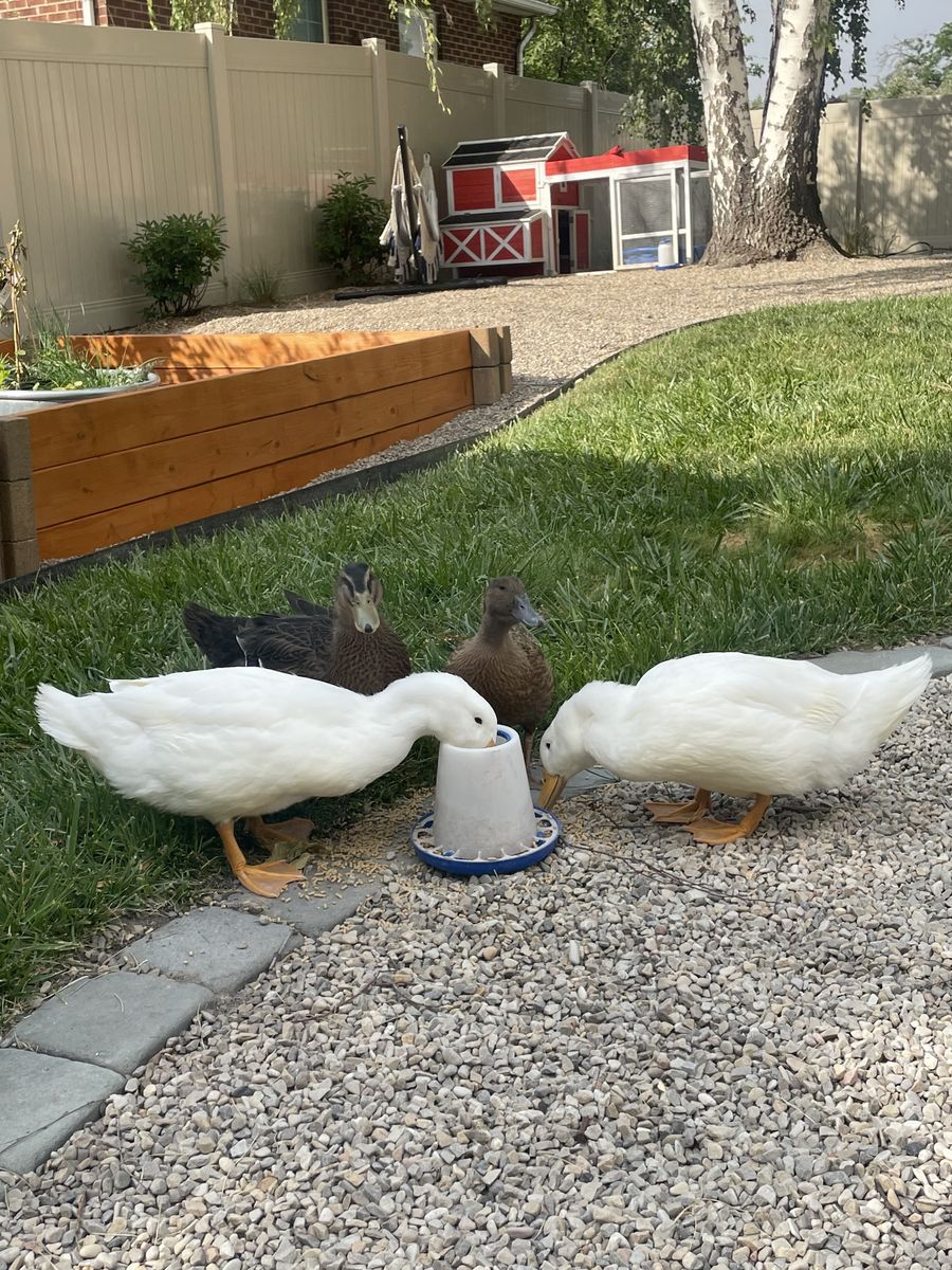 Free Ducks