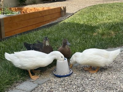 Free Ducks