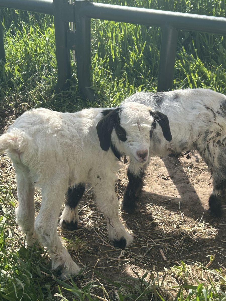 Male miniature silky purebred fainting goat