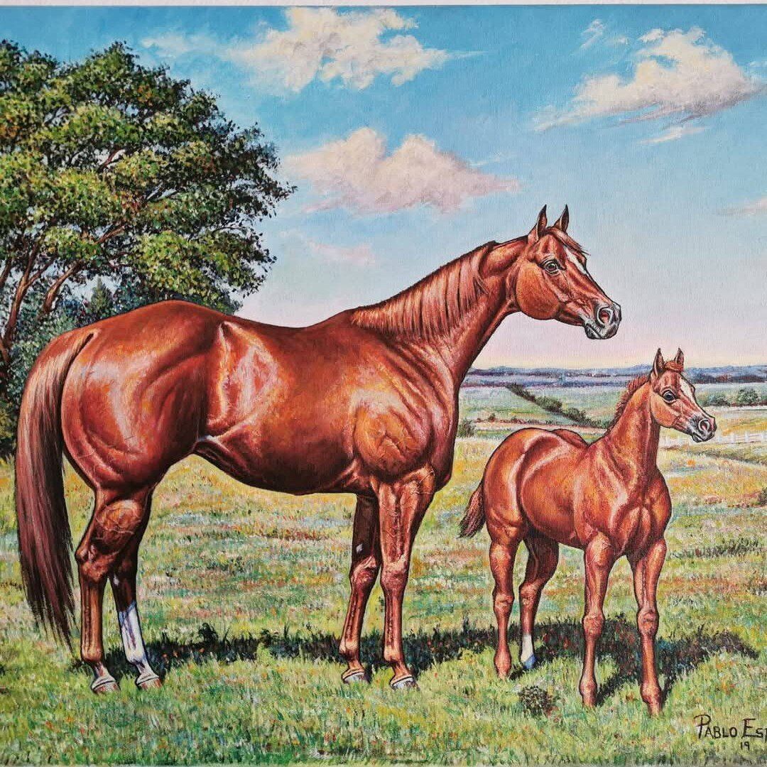 looking to buy racing quarter hoses