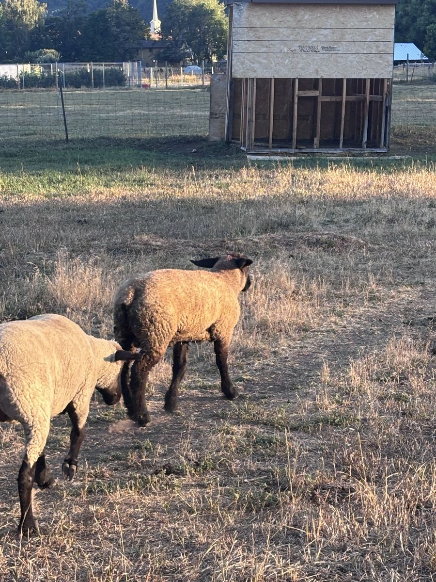 Suffolk Cross Sheep - Livestock