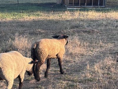Suffolk Cross Sheep - Livestock