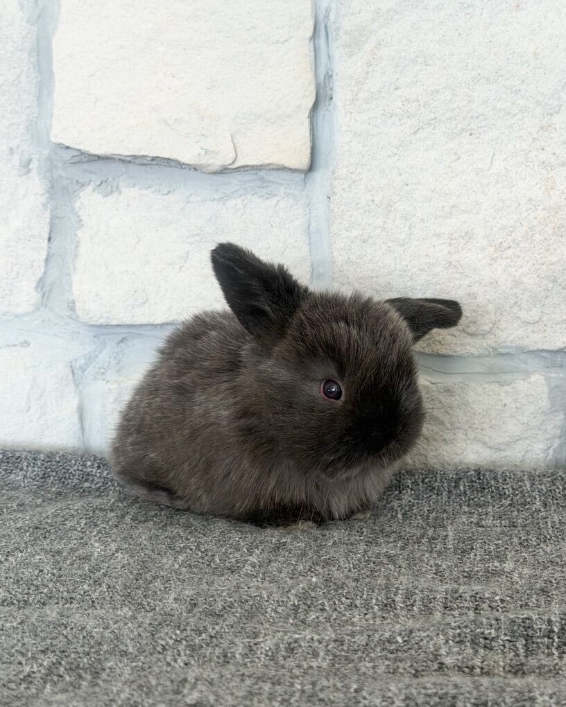 Siamese Sable Holland Lop Buck