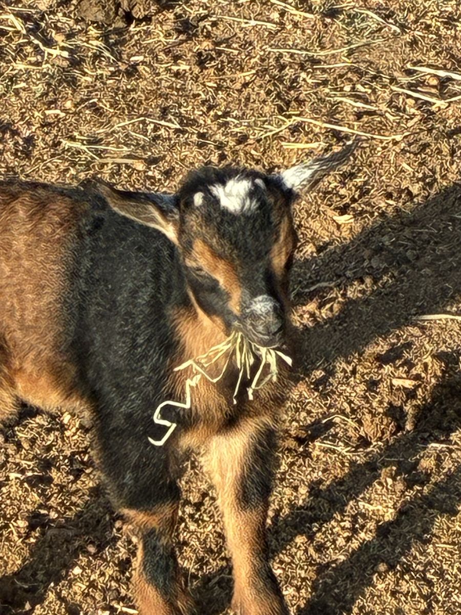 Young buck