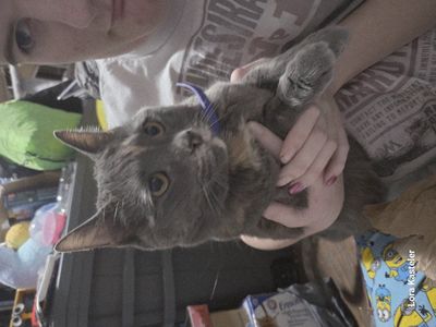 Scarlett needs a new home