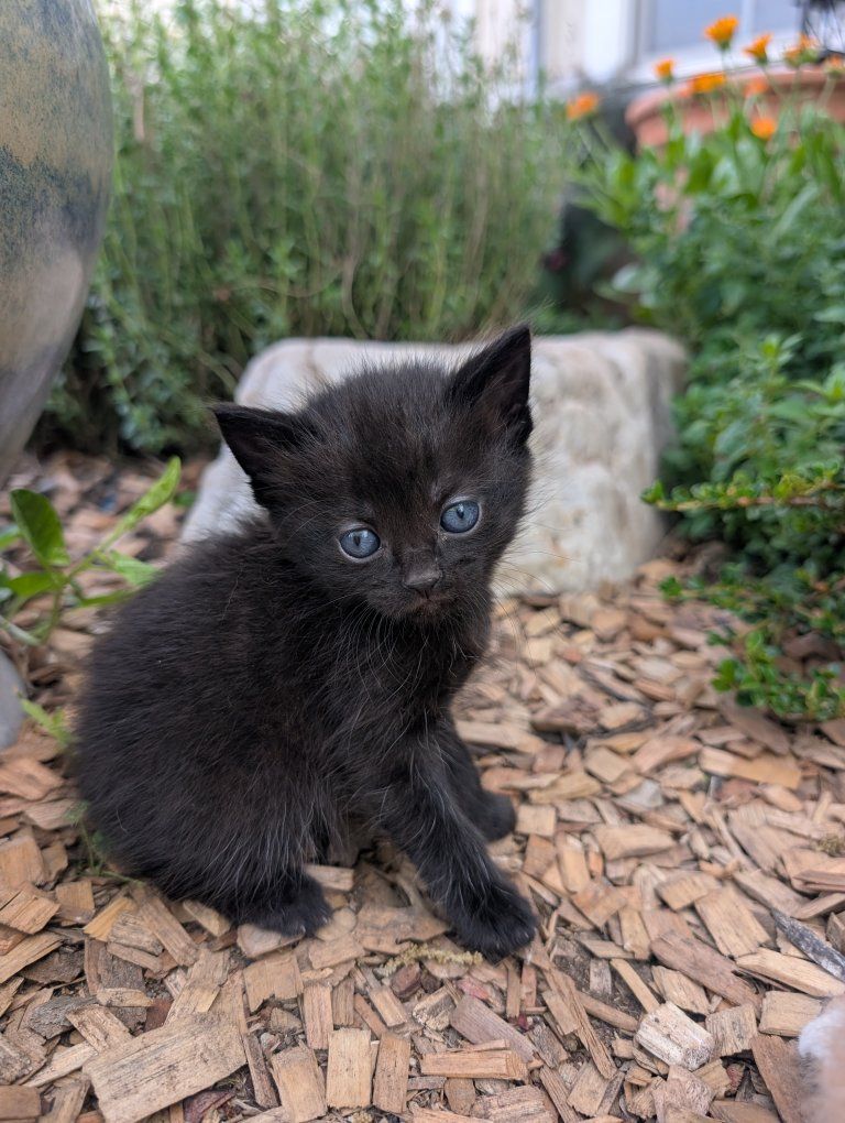 Adorable Farm Kittens