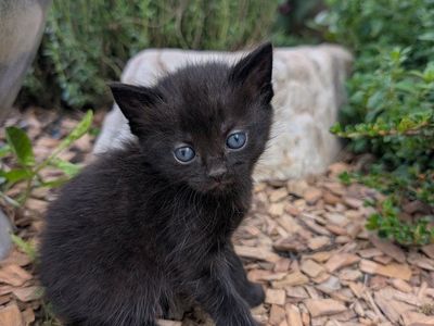 Adorable Farm Kittens