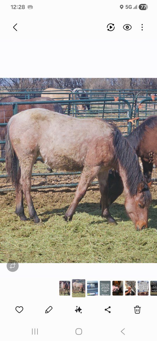 2025 AQHA Bay Roan Filly