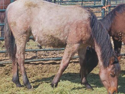 2025 AQHA Bay Roan Filly