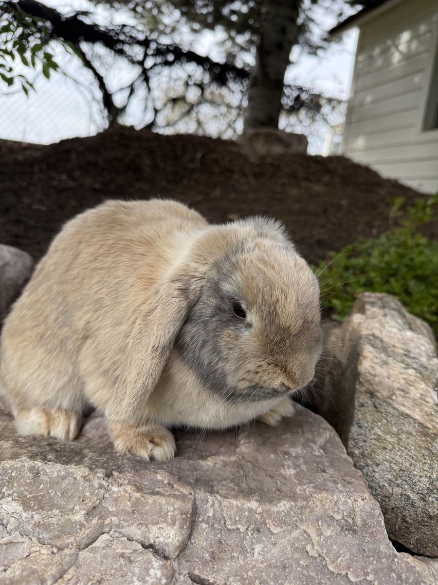Holland Lop Doe - Tan and Gray