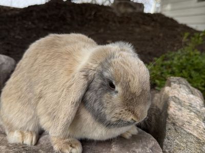 Holland Lop Doe - Tan and Gray