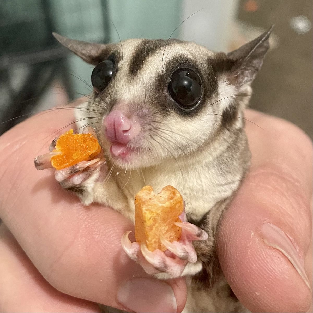 Sugar Glider, Cage, Toys, Food, You name it! (EVERYTHING)