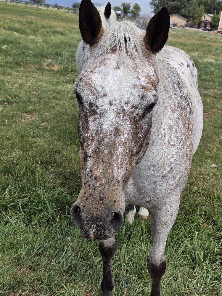 Appaloosa Horse