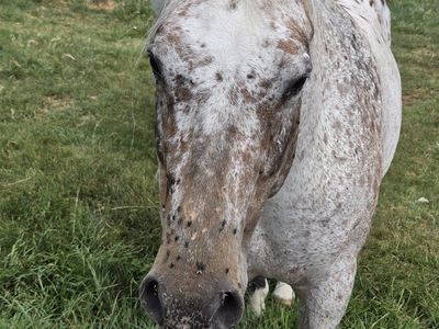 Appaloosa Horse
