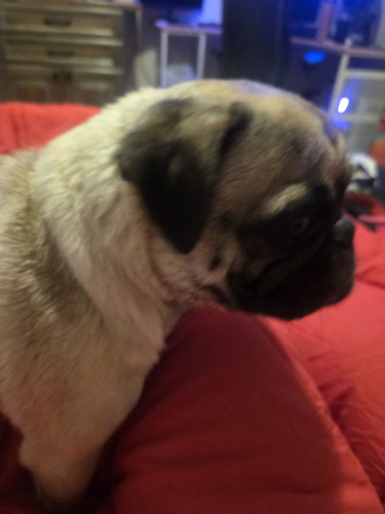 pug