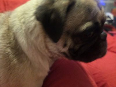 pug