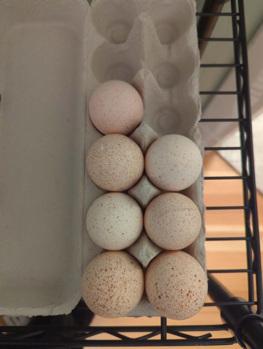 Heritage Turkey Hatching Eggs