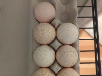 Heritage Turkey Hatching Eggs