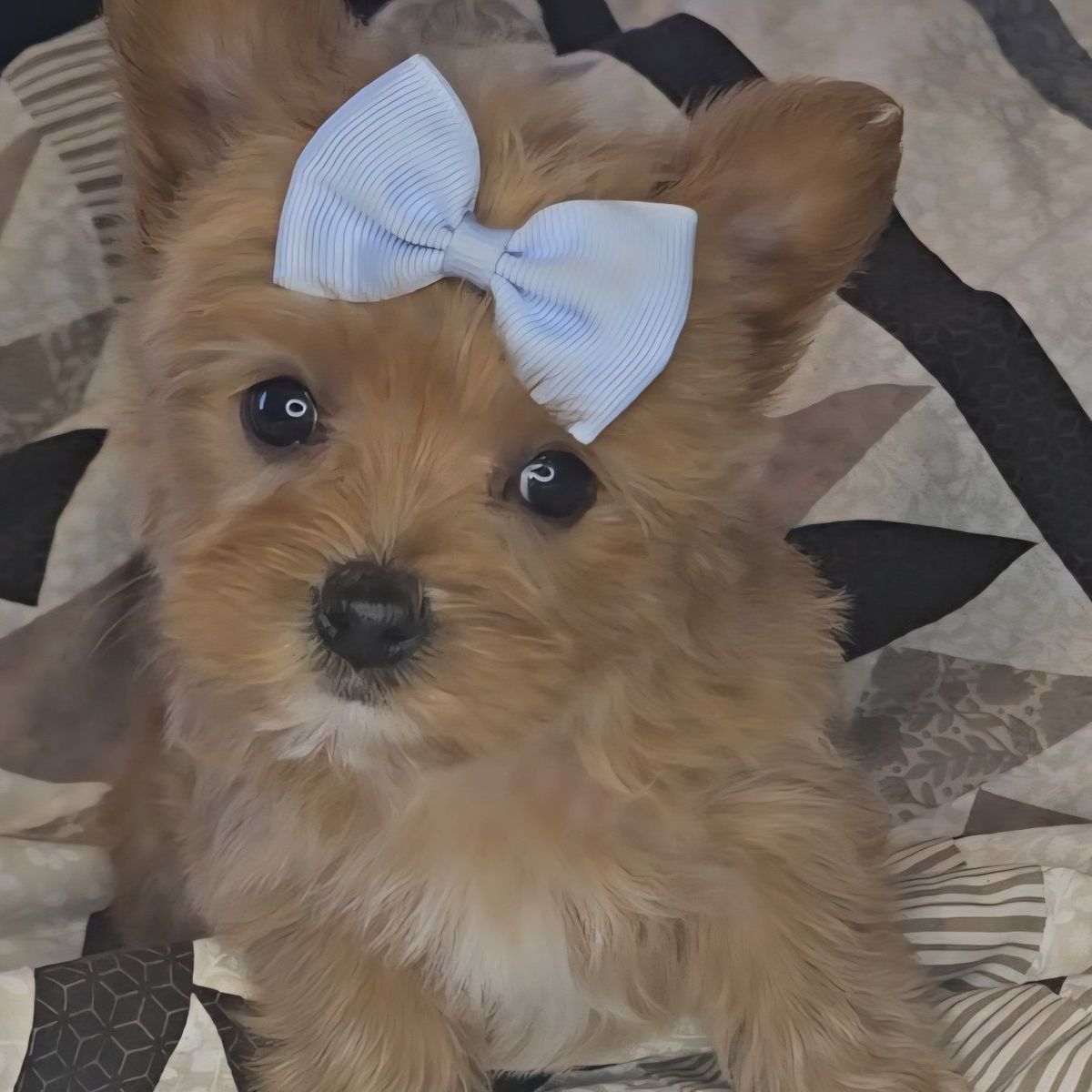 Rare Chocolate Teddy Bear Face Female Yorkie