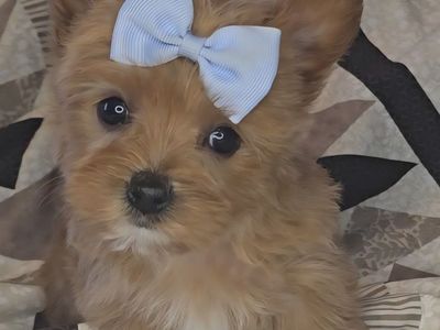 Rare Chocolate Teddy Bear Face Female Yorkie