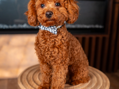 Apricot Toy Poodle Stud Service – Health Tested – Teddy Bear Puppies – Hypoallergenic +Bonus Package