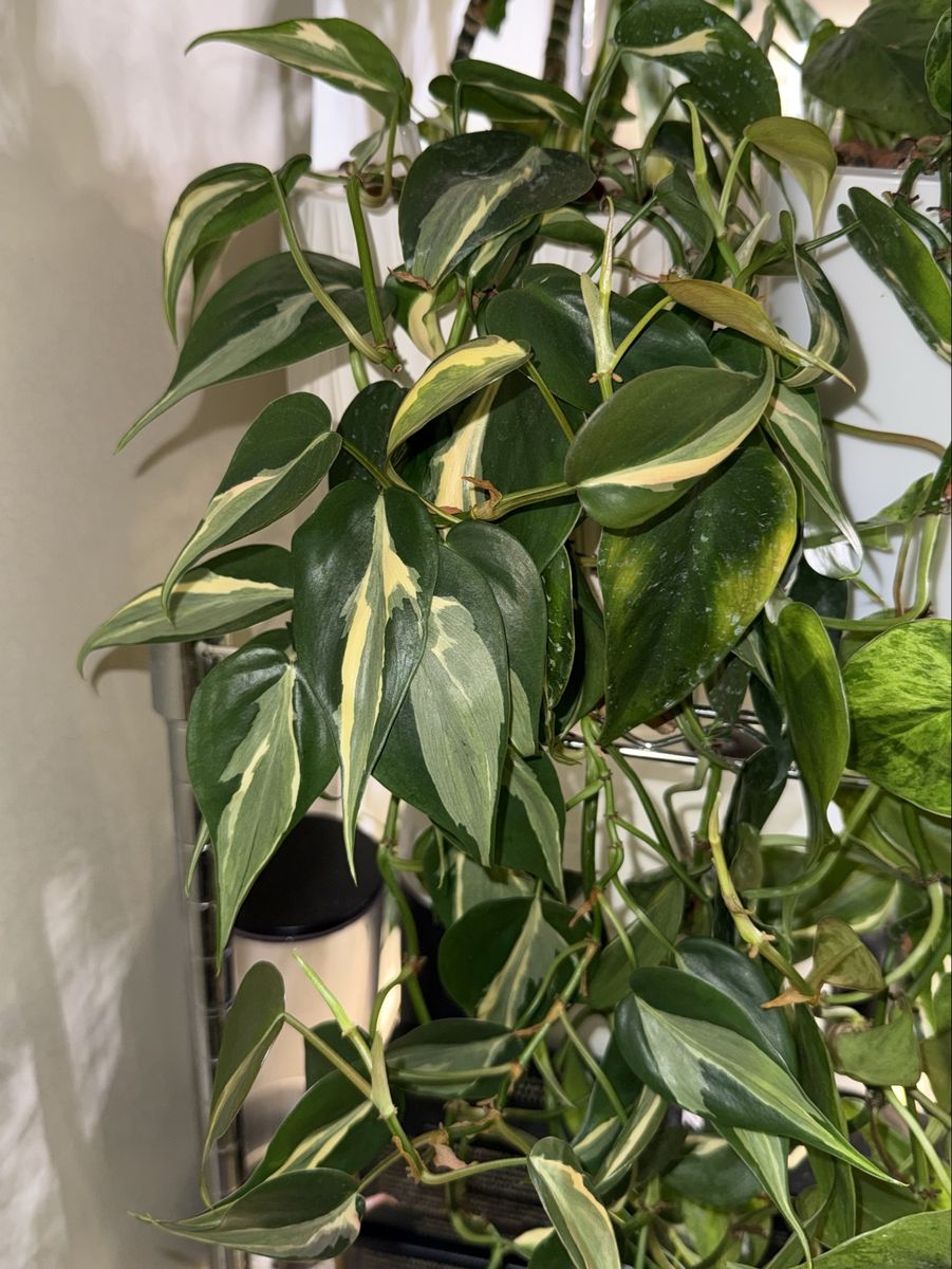 Philodendron hederaceum ‘Rio’ - Plant