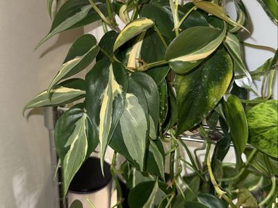 Philodendron hederaceum ‘Rio’ - Plant